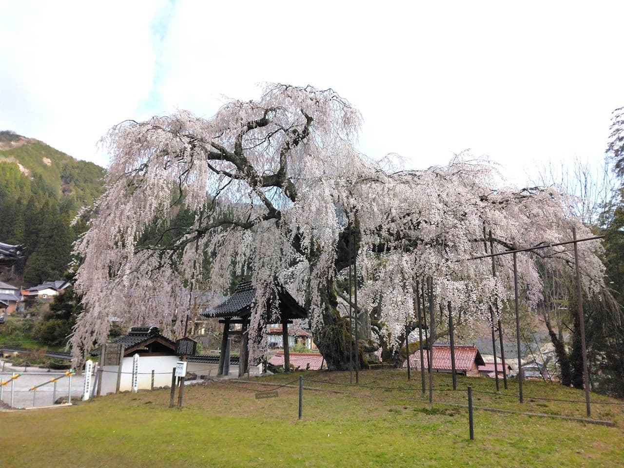 泰雲寺のしだれ桜