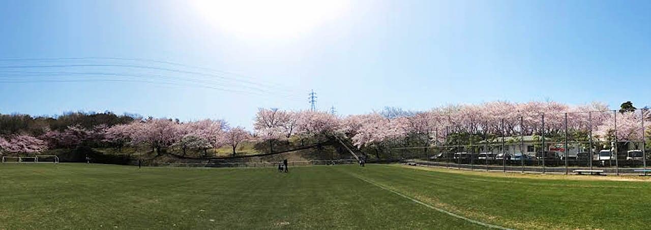 因幡千本桜「桜の園」
