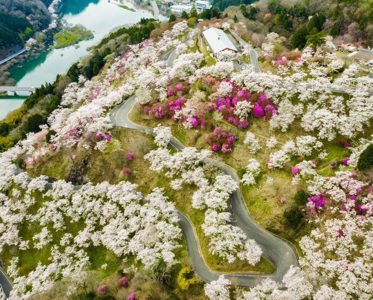 Cherry blossoms at Sankyu Park