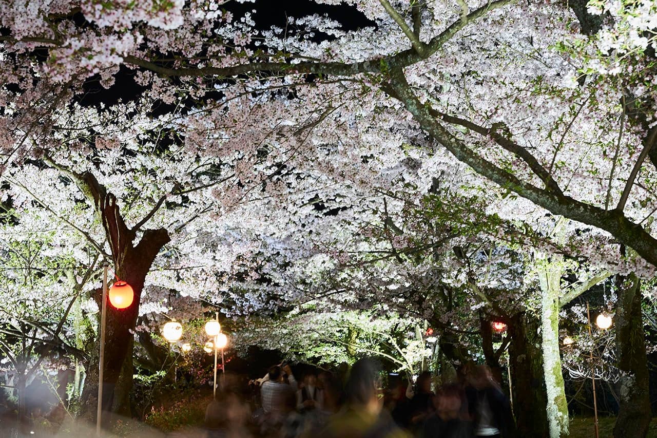 Cherry blossoms at the special scenic spot Ritsurin-koen Garden