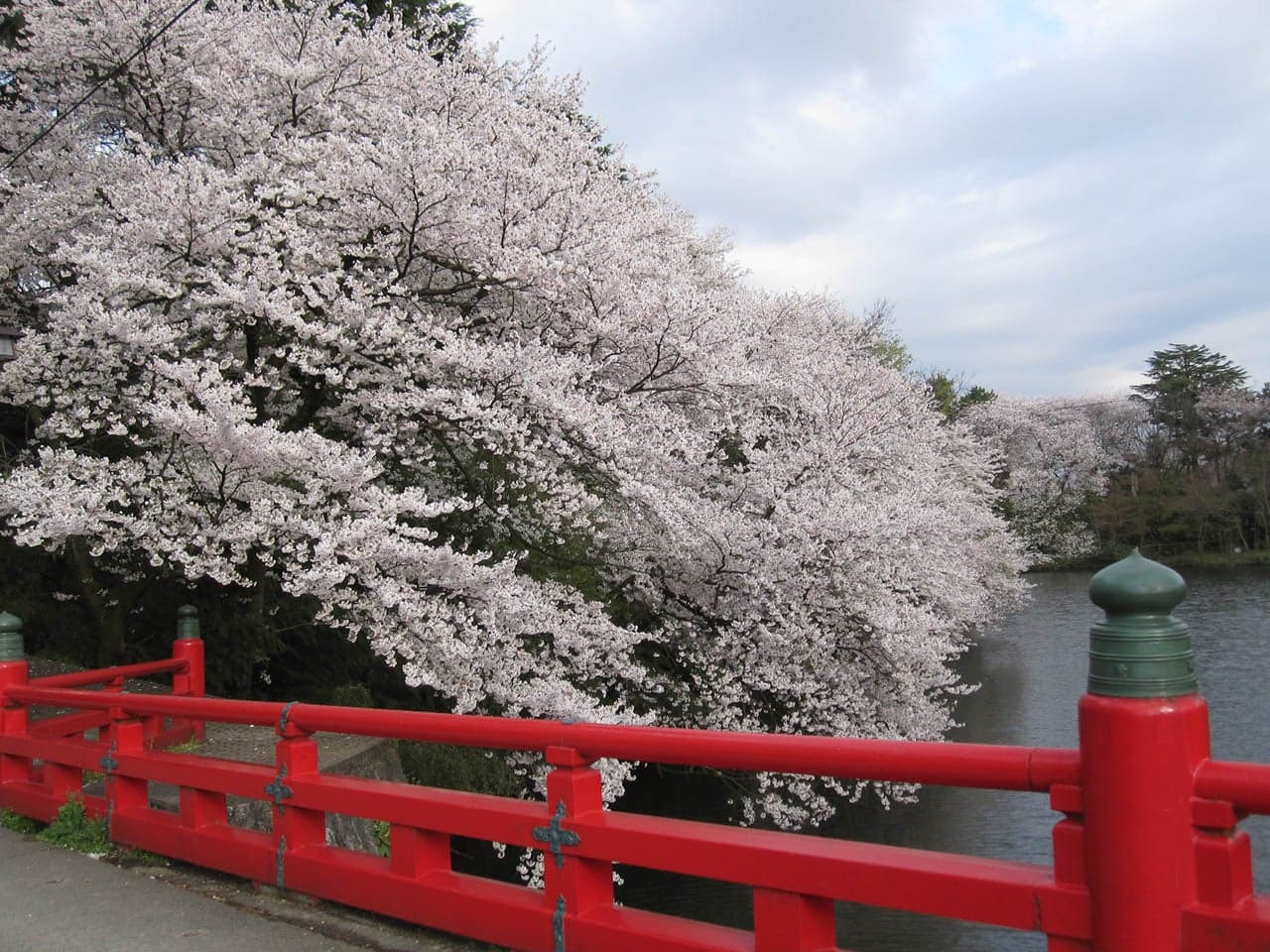 高岡古城公園の桜