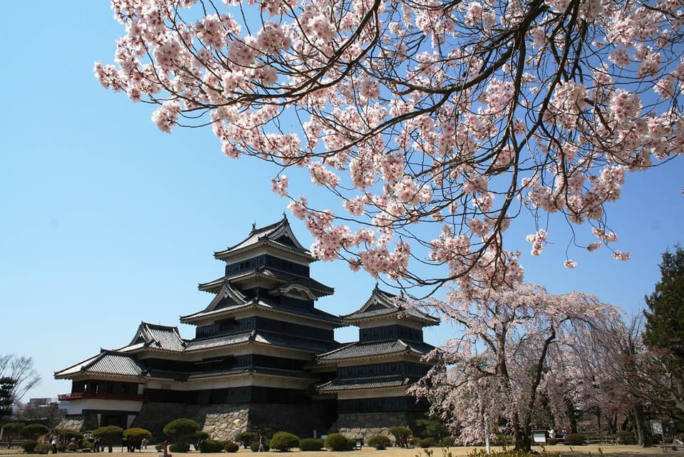 国宝　松本城の桜