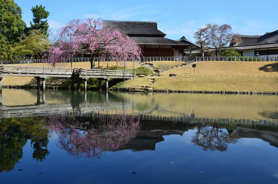 Cherry blossoms at Okayama Korakuen