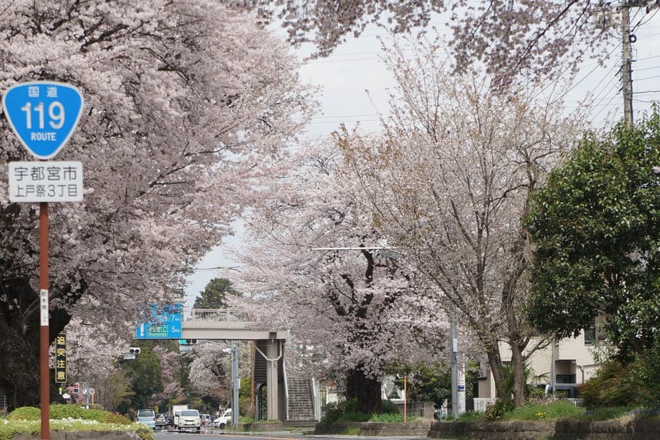 日光街道桜並木