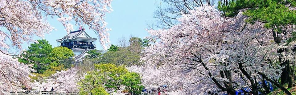 岡崎城公園周辺の桜