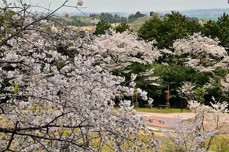 飯山白山森林公園の桜