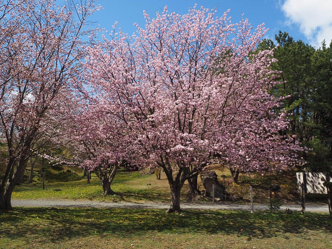 有珠善光寺自然公園の桜