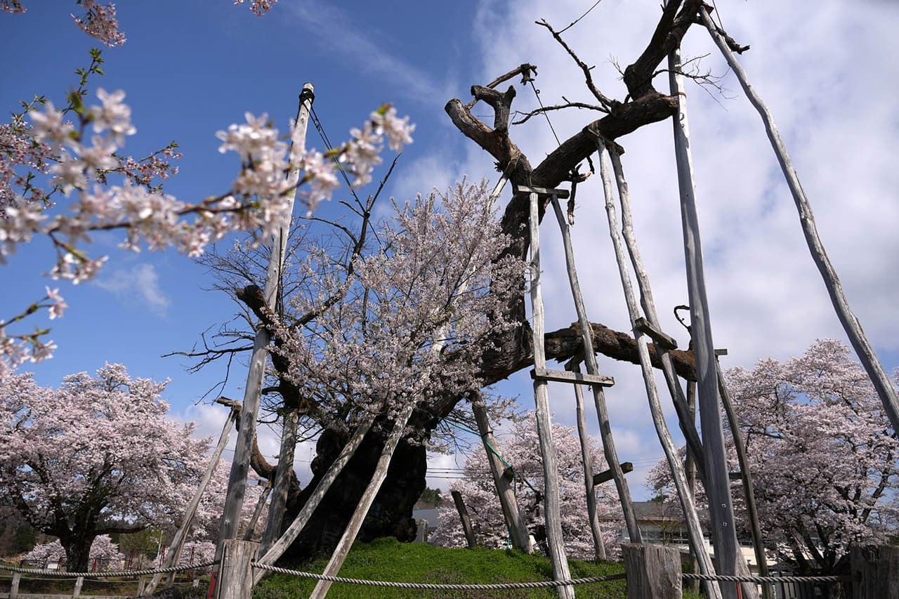 Kubo Zakura in Isazawa