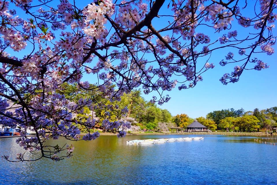 Cherry blossoms in Chiba Park
