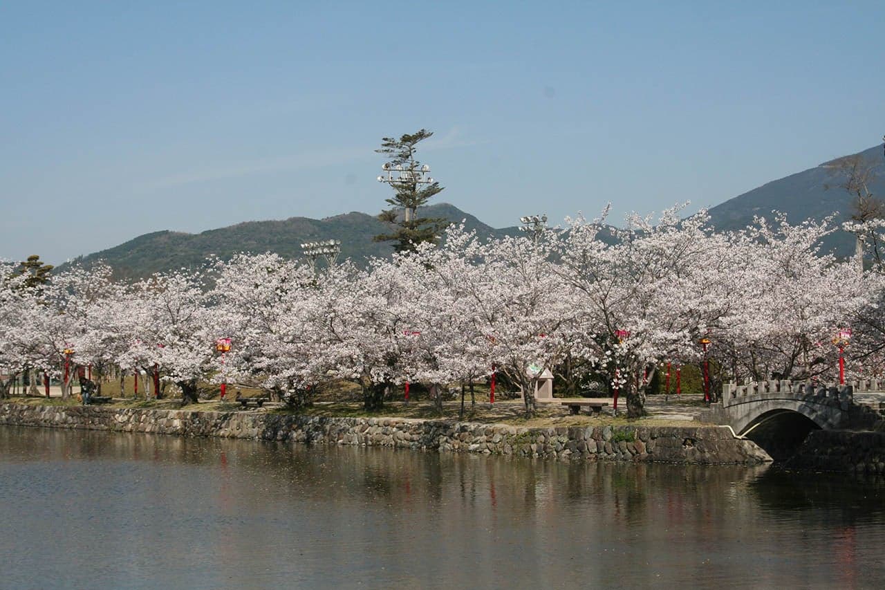 Cherry blossoms at Ogi Park
