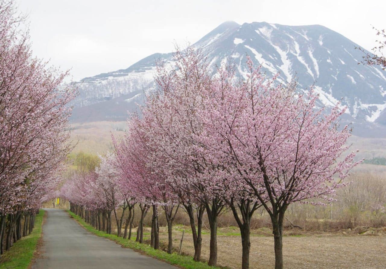 A row of cherry blossom trees in Mount Iwaki