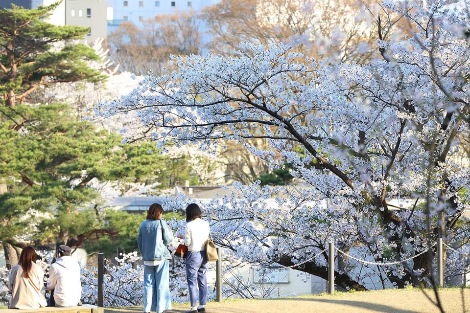 千秋公園の桜