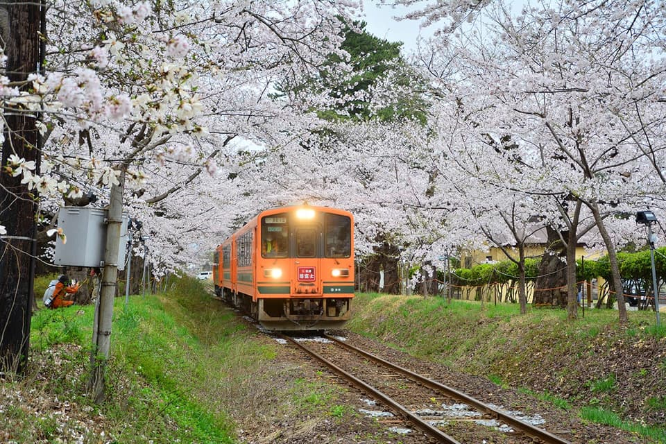 芦野公園の桜