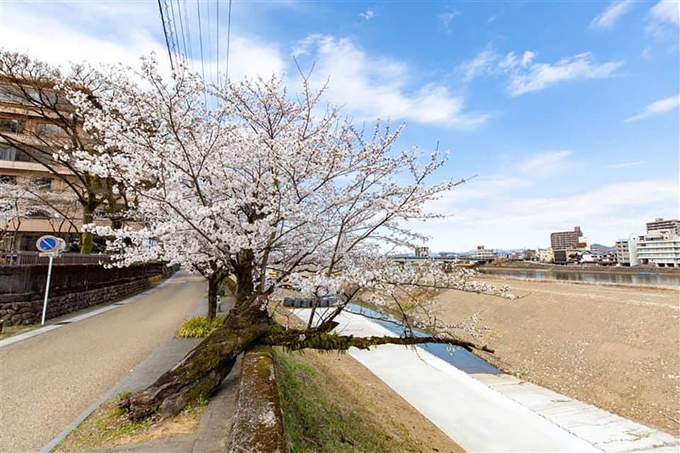 長良川堤の桜