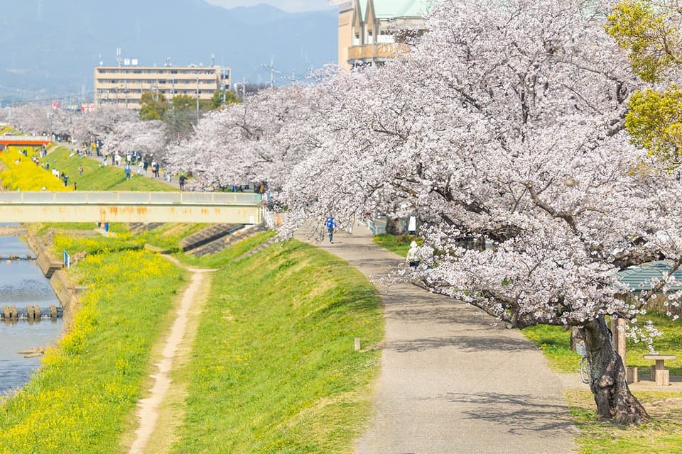 佐奈川堤の桜