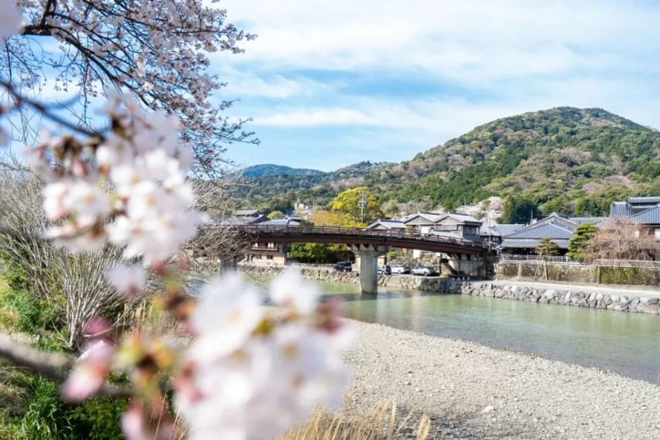 五十鈴川堤の桜
