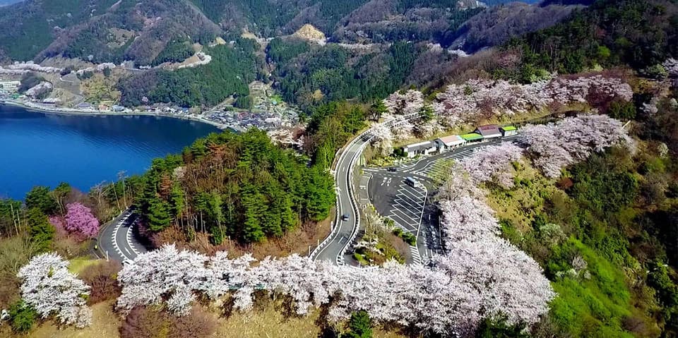 Cherry blossoms at Lake Okubiwa Parkway