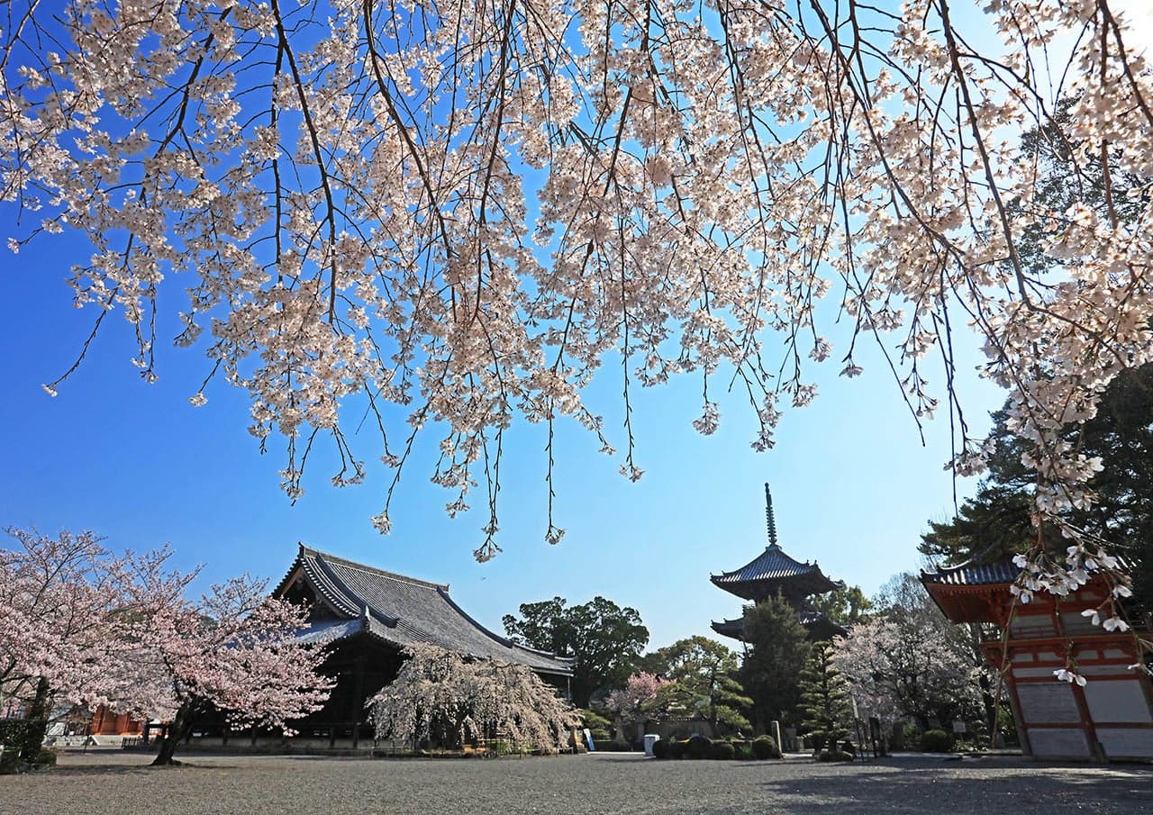 道成寺の桜
