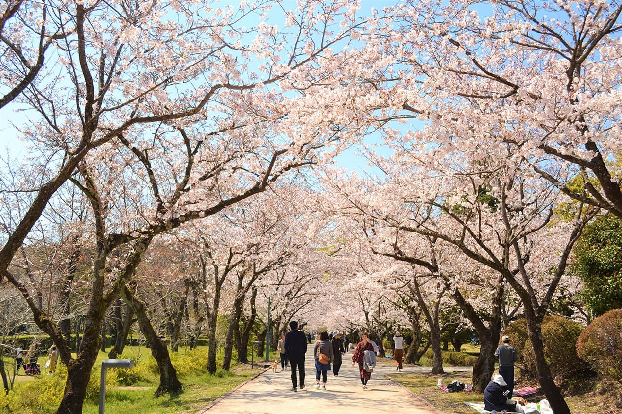 Cherry blossoms in Kagamino Park