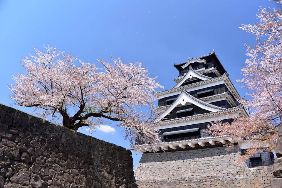 Cherry blossoms at Kumamoto-jo Castle