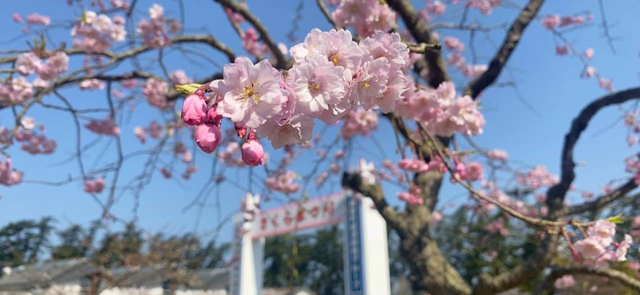 本荘公園の桜
