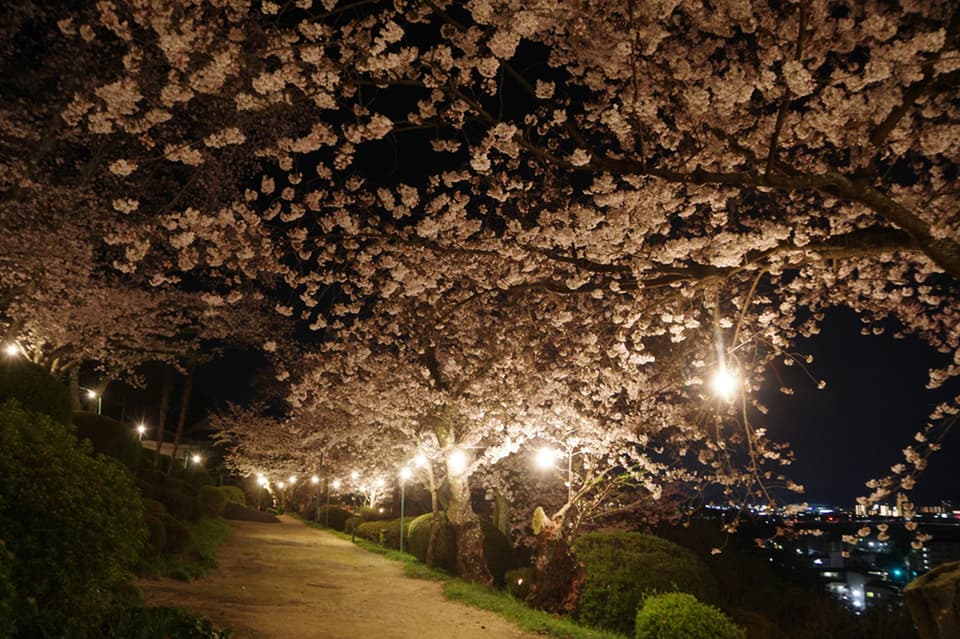 Cherry blossoms at the Handayama Botanical Garden in Okayama City