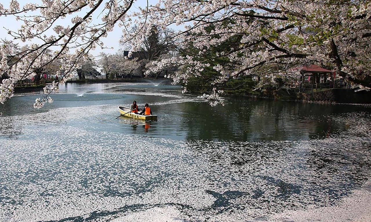 真人公園の桜