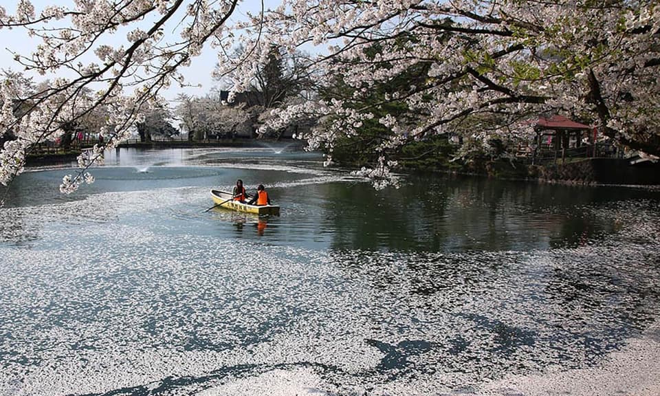 真人公園の桜