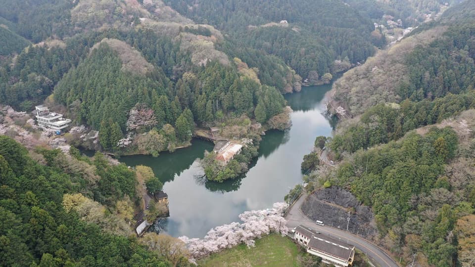 Cherry blossoms at Lake Kamakita