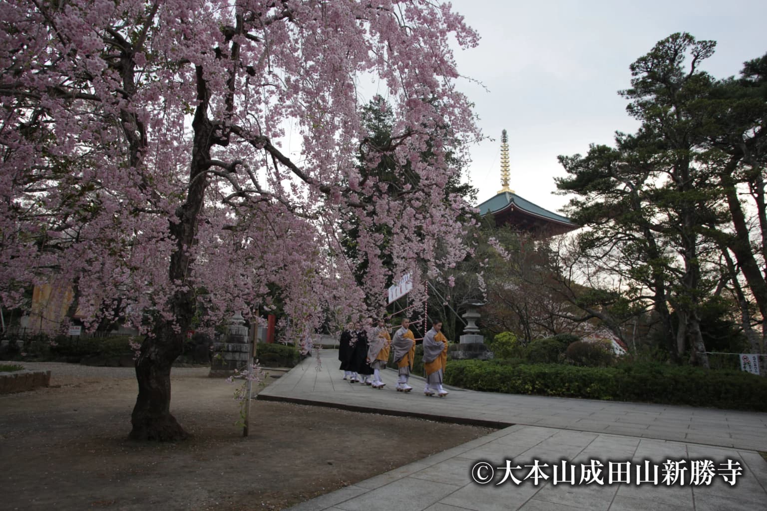 成田山公園の桜