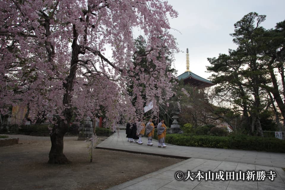 成田山公園の桜