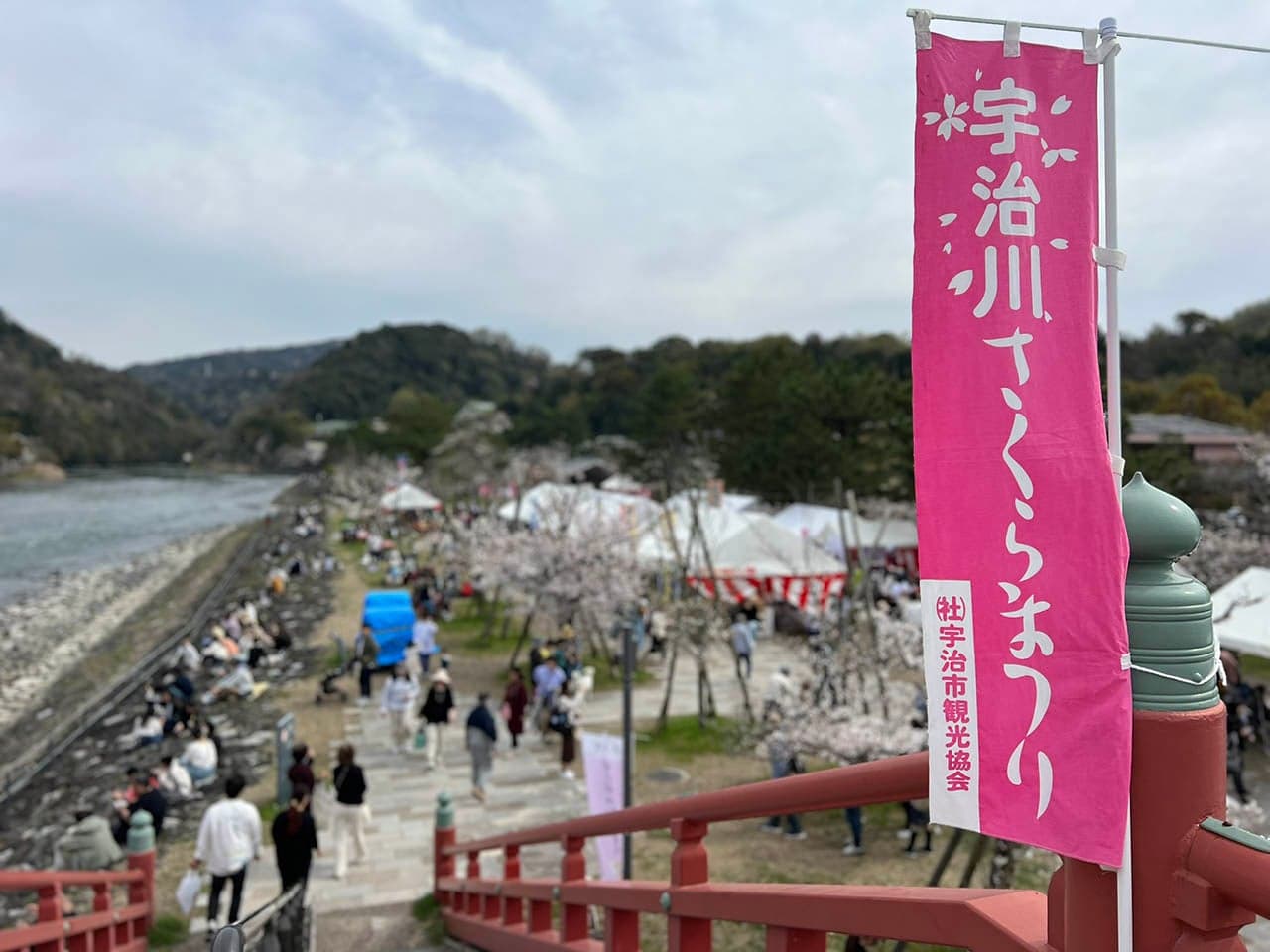 Cherry blossoms upstream of Uji Bridge