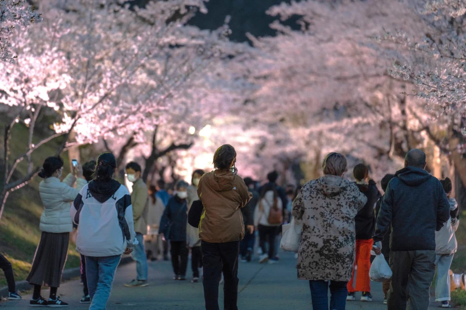 Cherry blossoms in Tomei Park, Bibai City