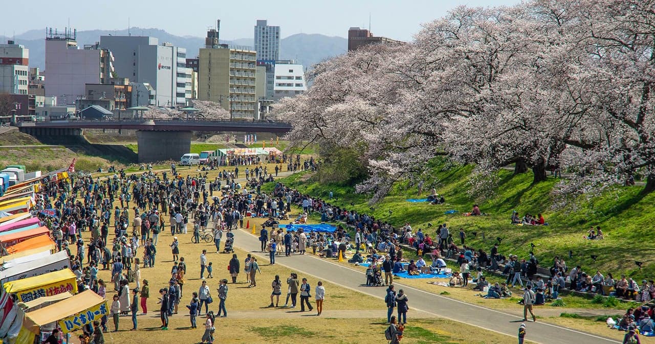 Cherry blossoms at Asuwayama Park, a row of cherry trees in Asuwa River