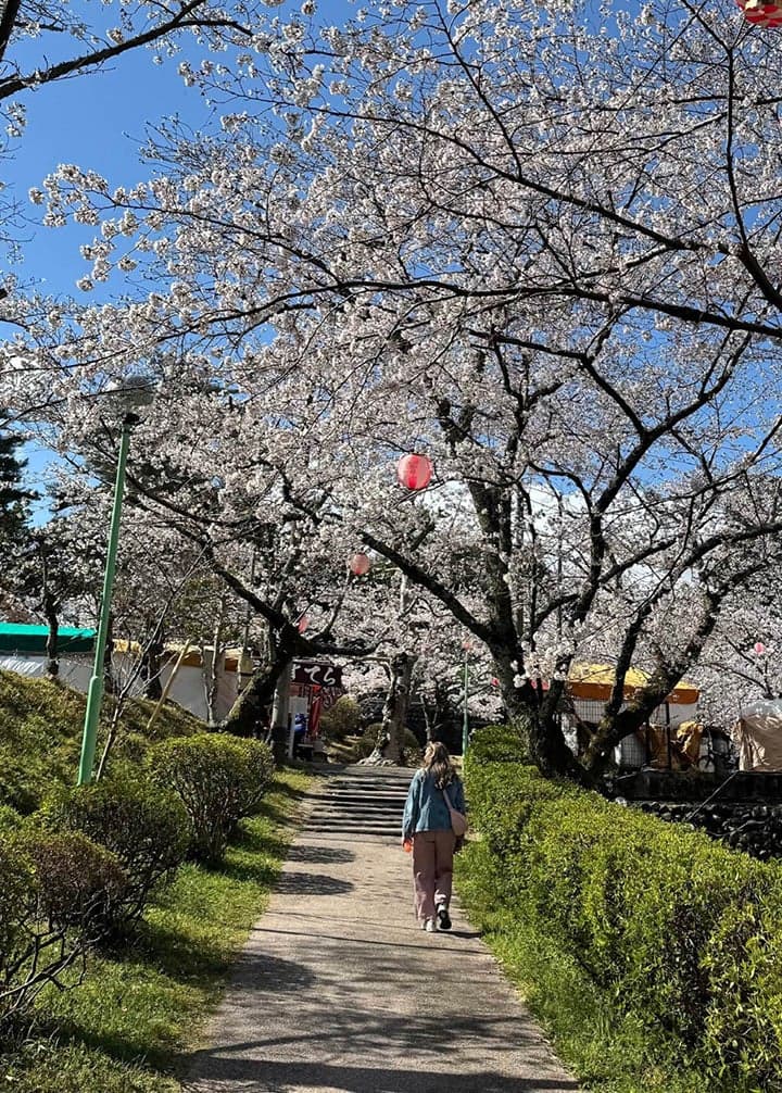 Cherry blossoms at Tsukairaku Park
