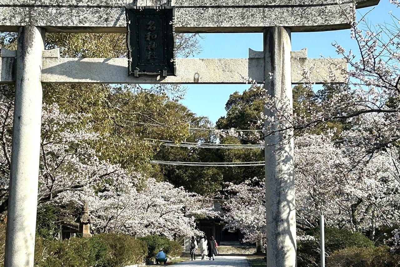 Cherry blossoms at Nawa Park and Nawa-jinja Shrine