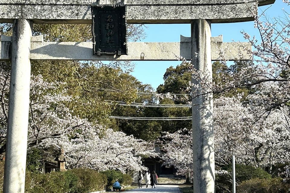 名和公園・名和神社の桜