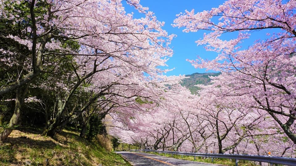 瀬戸内海国立公園　野呂山の桜