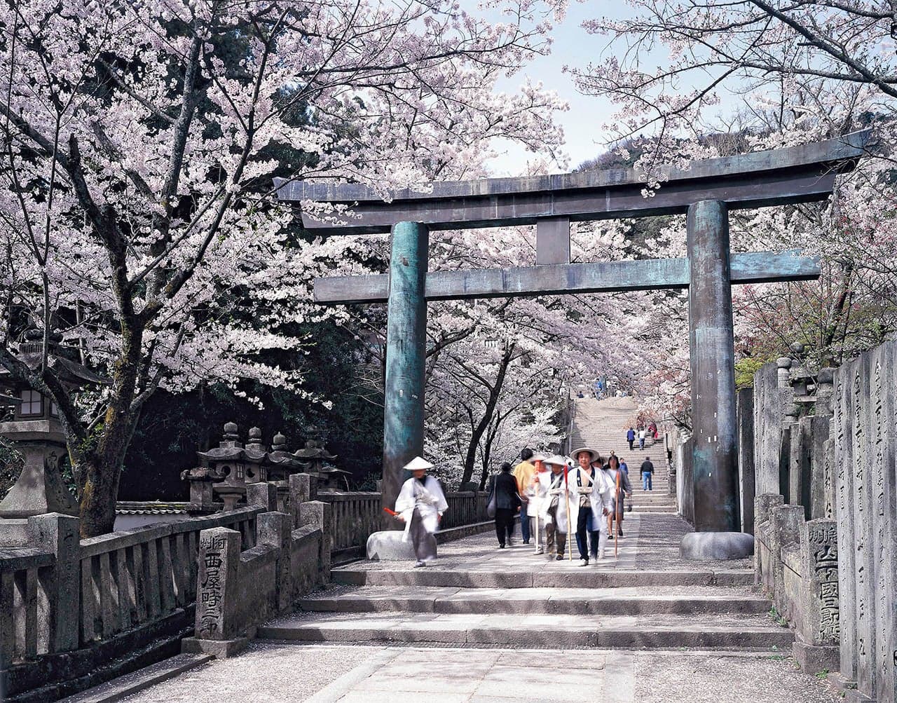 Cherry blossoms at Kotohira-gu Shrine