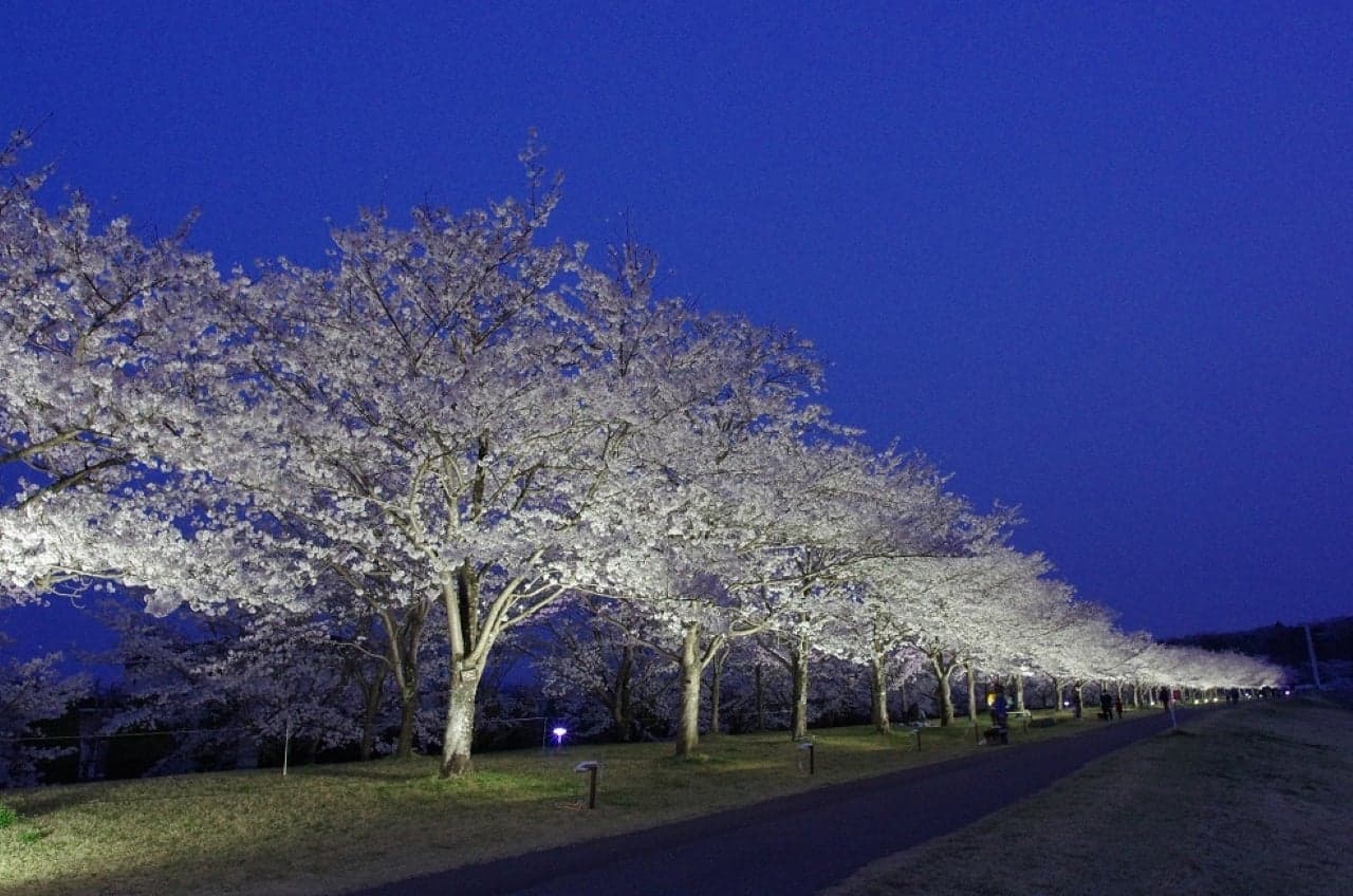 Ujiie Yuyu Park Cherry Blossom Festival