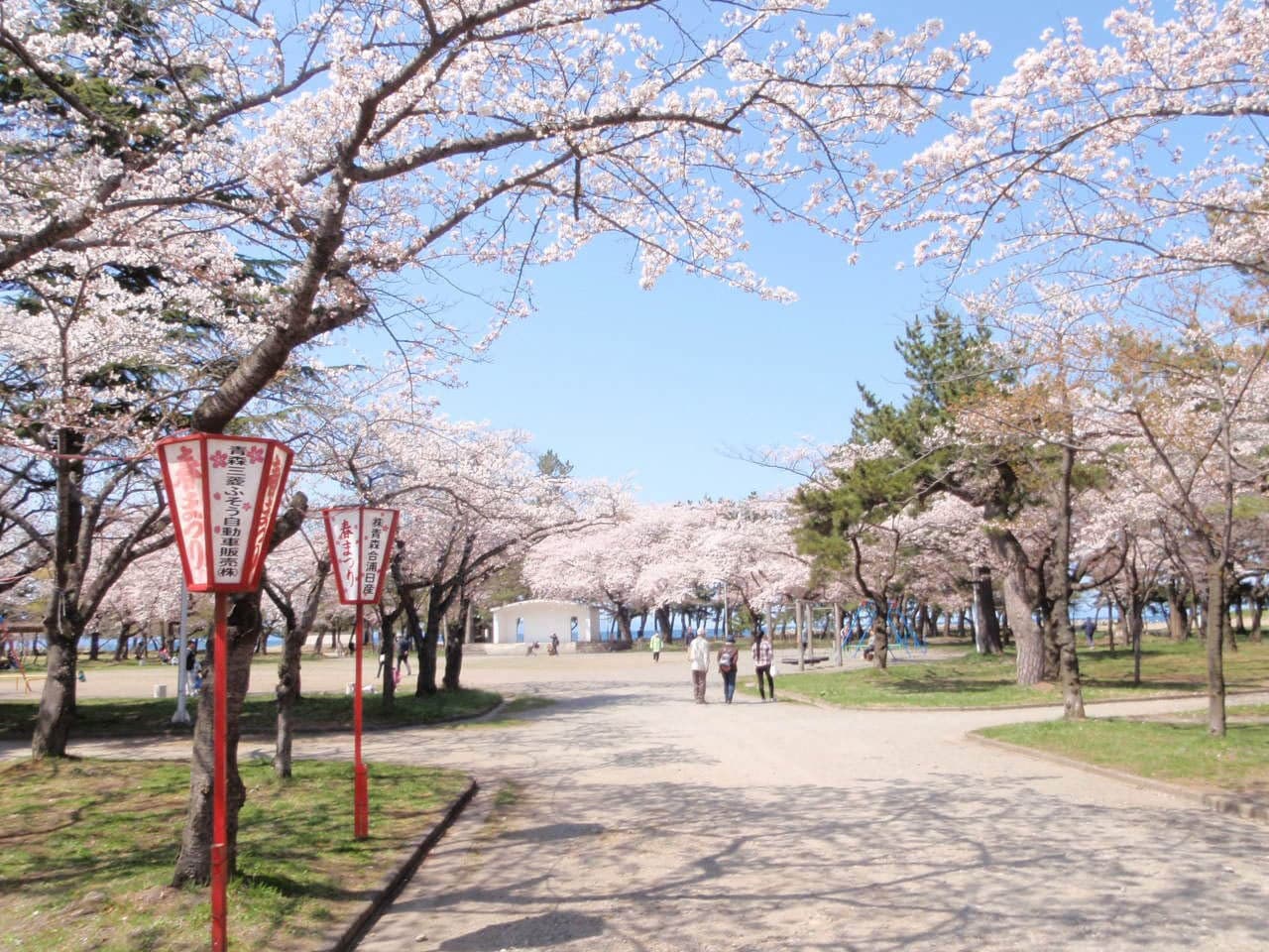 Cherry blossoms at Gappo Park