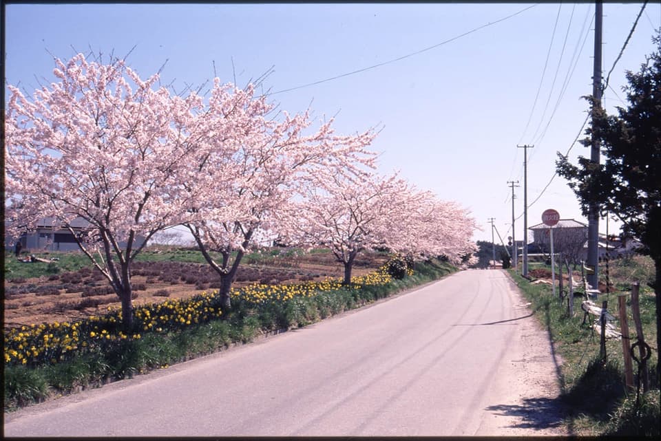 Cherry blossoms at Goishi Beach