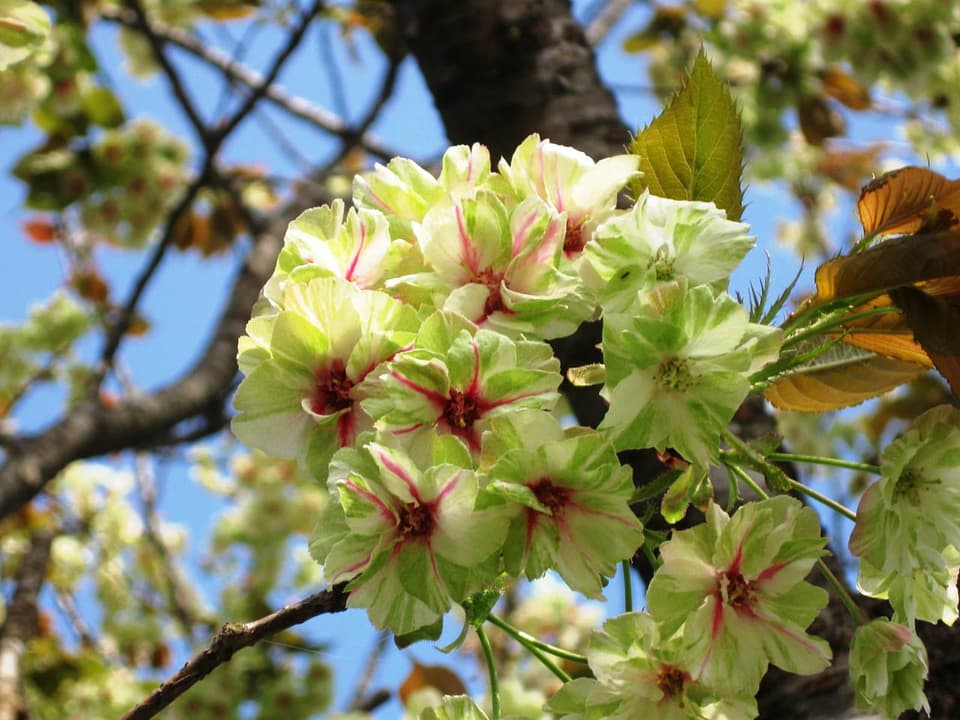 三刀屋河川敷公園周辺（御衣黄）の桜