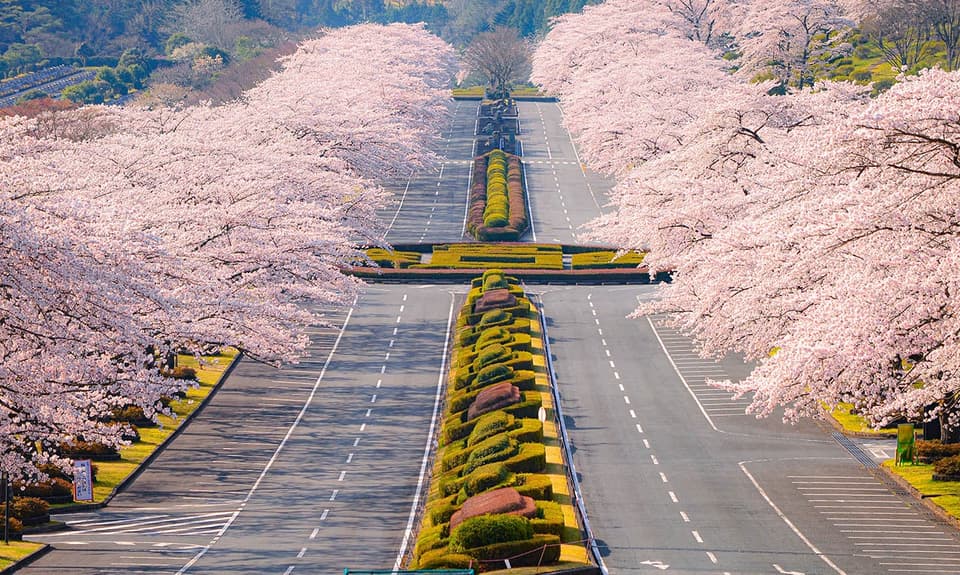 Cherry blossoms at Fuji Cemetery