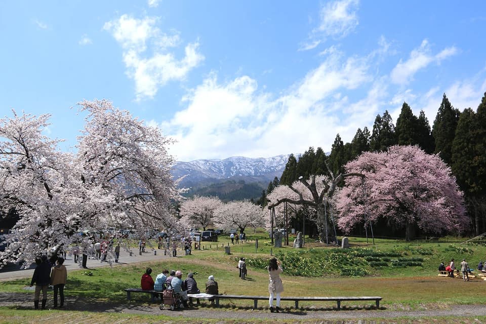 Cherry Blossoms in Koshinomura Park