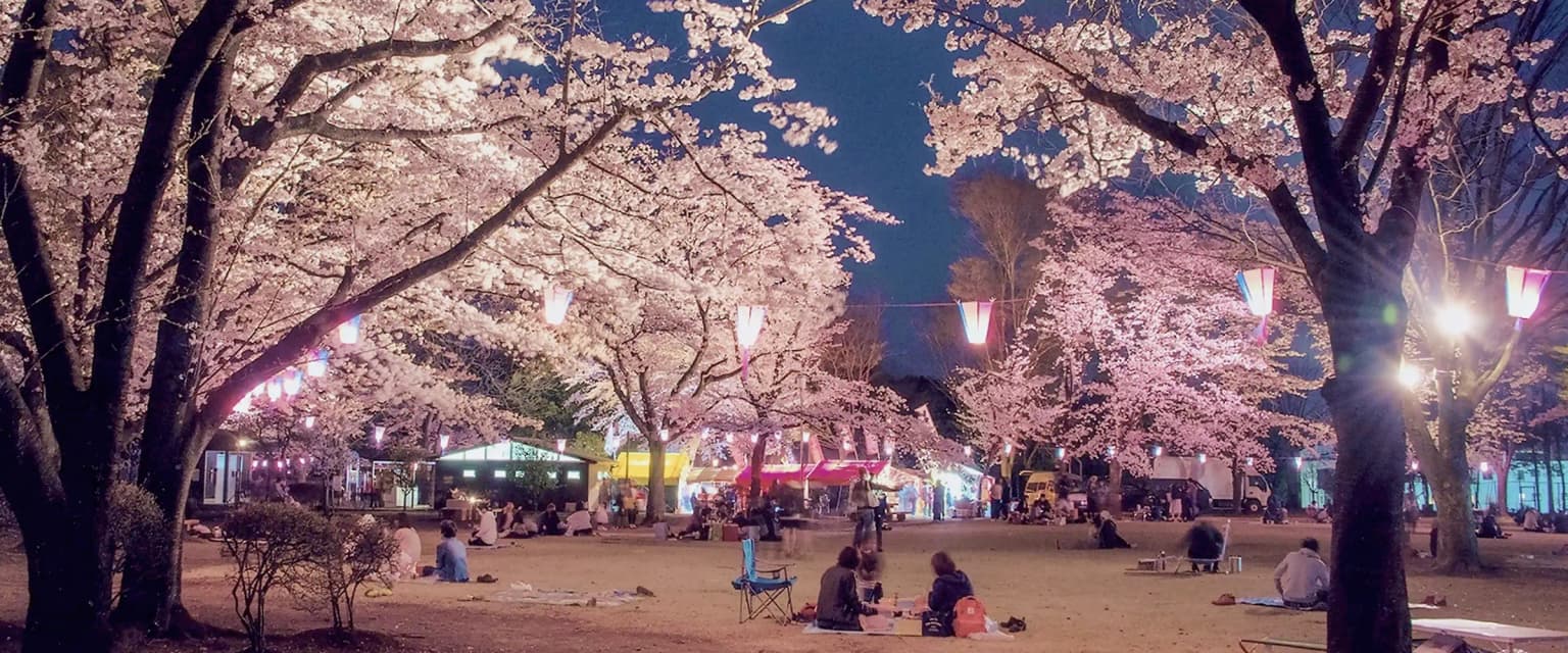Kashinomori Park and its surrounding cherry blossoms