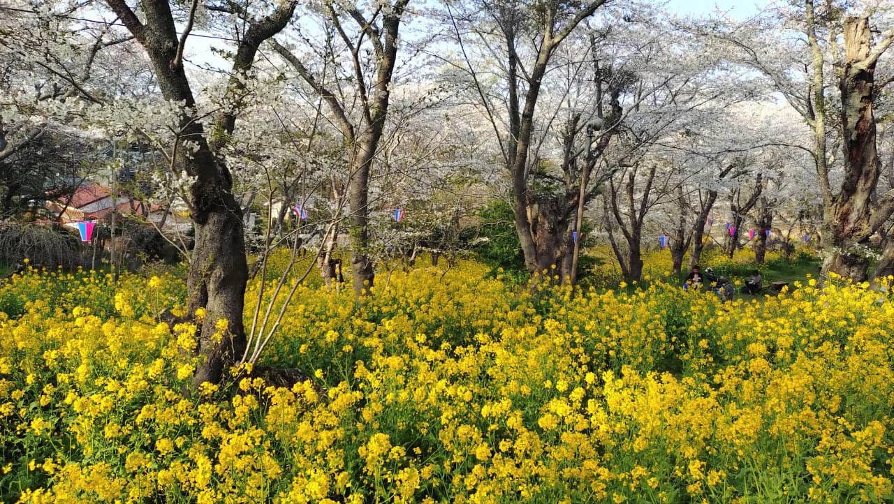 Cherry blossoms at Tsuruma Park (Prefectural Kasamori Tsurumai Nature Park)