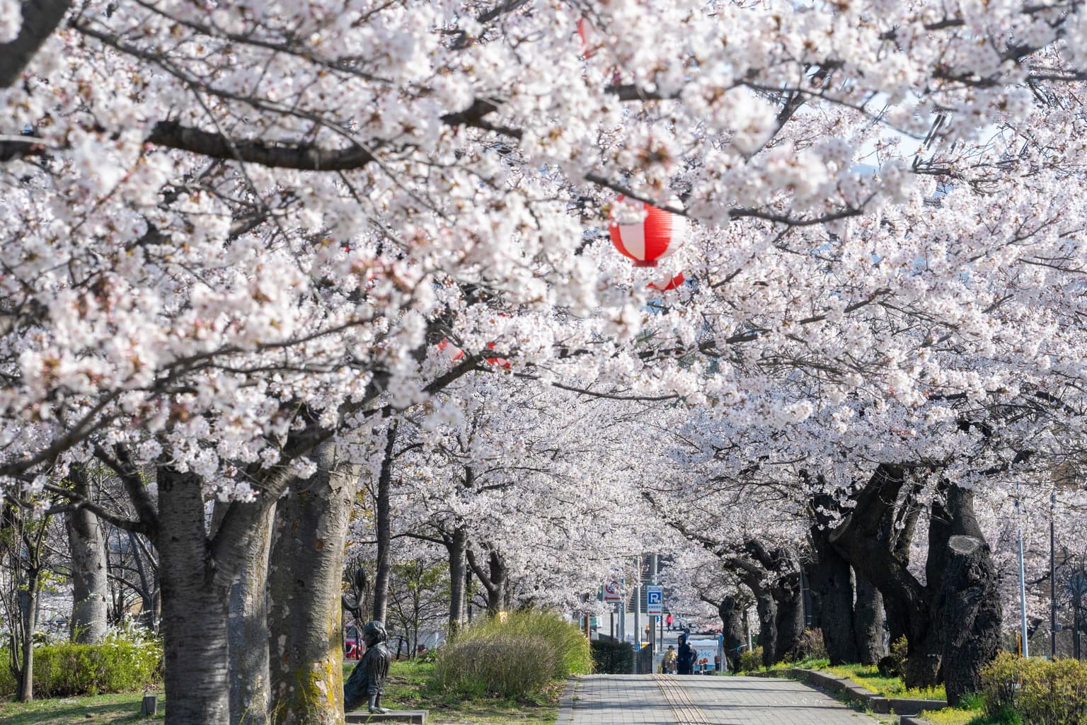 長野市　城山公園の桜