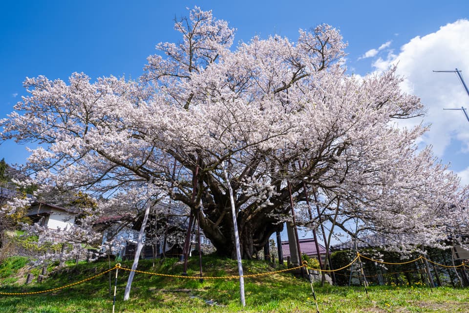 素桜神社の神代桜