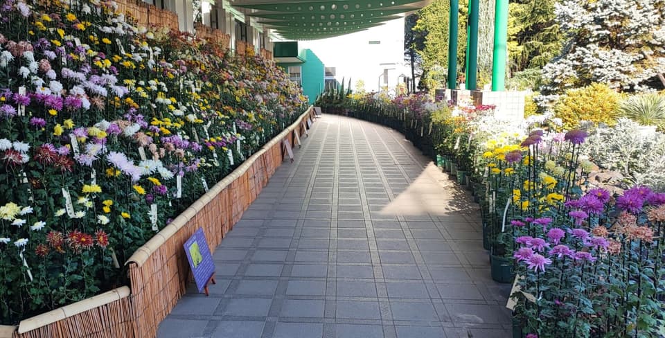 世界最大の古典菊花壇